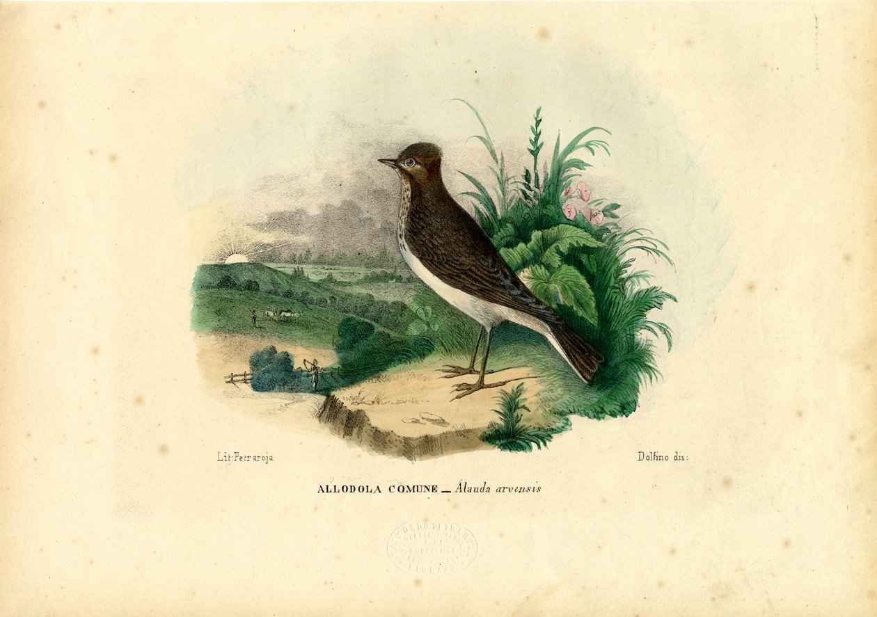 ಸ್ಕೈಲಾರ್ಕ್, 1863-79 ಟರ್ಕ್ by Raimundo Petraroja