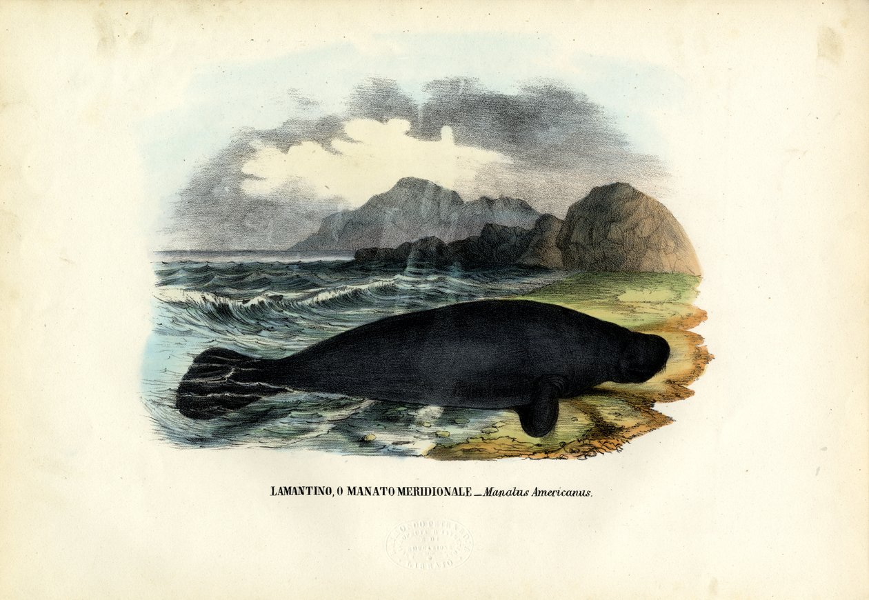ವೆಸ್ಟ್ ಇಂಡಿಯನ್ ಮನಾಟೆ, 1863-79 ಟರ್ಕ್ by Raimundo Petraroja