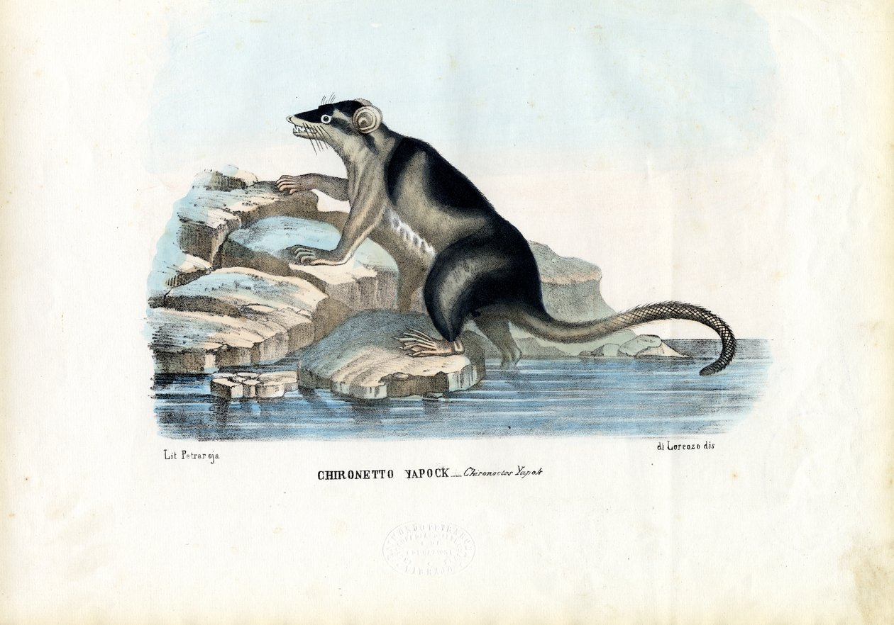 Yapok, 1863-79 by Raimundo Petraroja