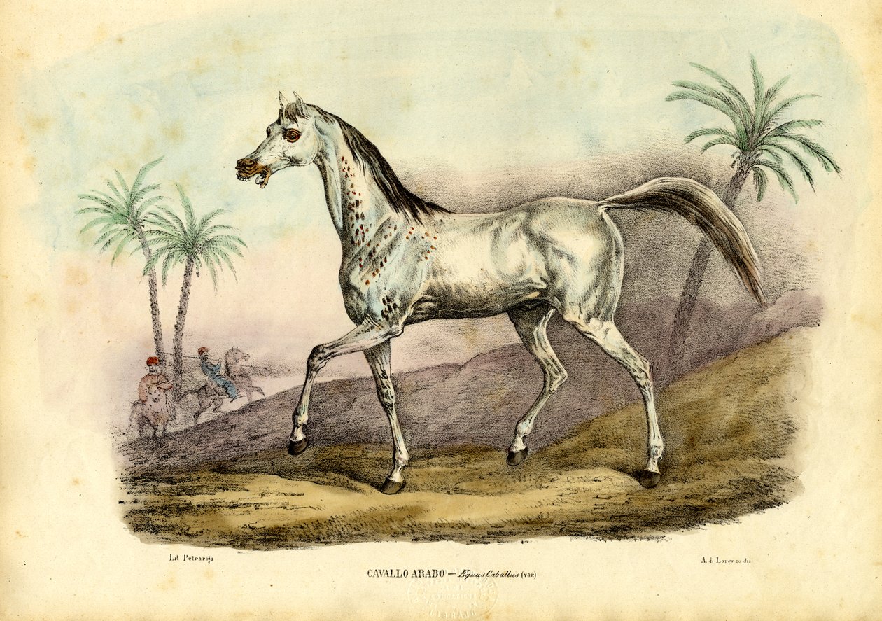 Arap Atı, 1863-79 by Raimundo Petraroja