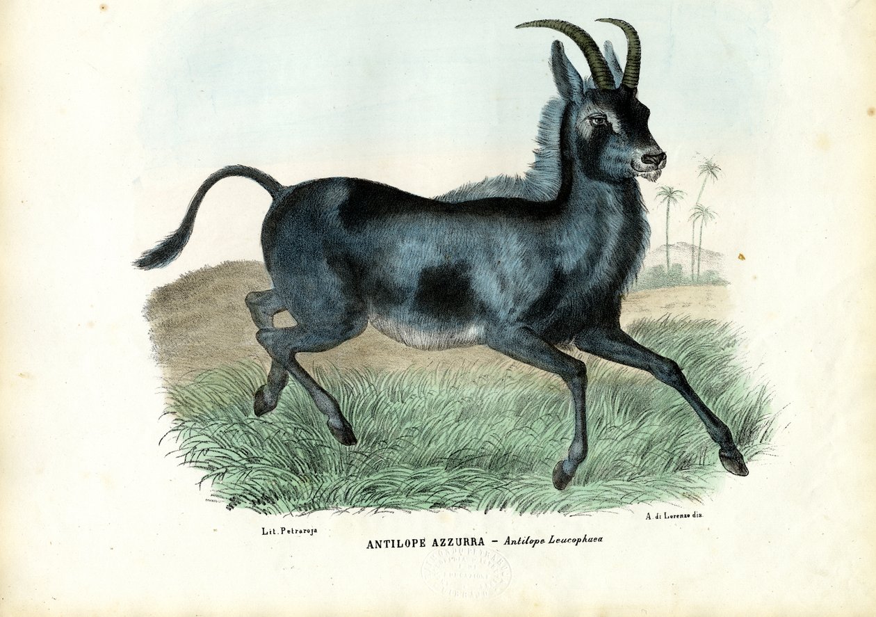 Bluebuck, 1863-79 by Raimundo Petraroja