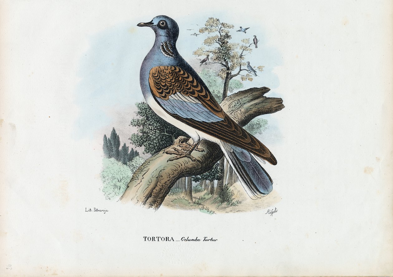 Avrupa Kaplumbağa Güvercini, 1863-79 by Raimundo Petraroja