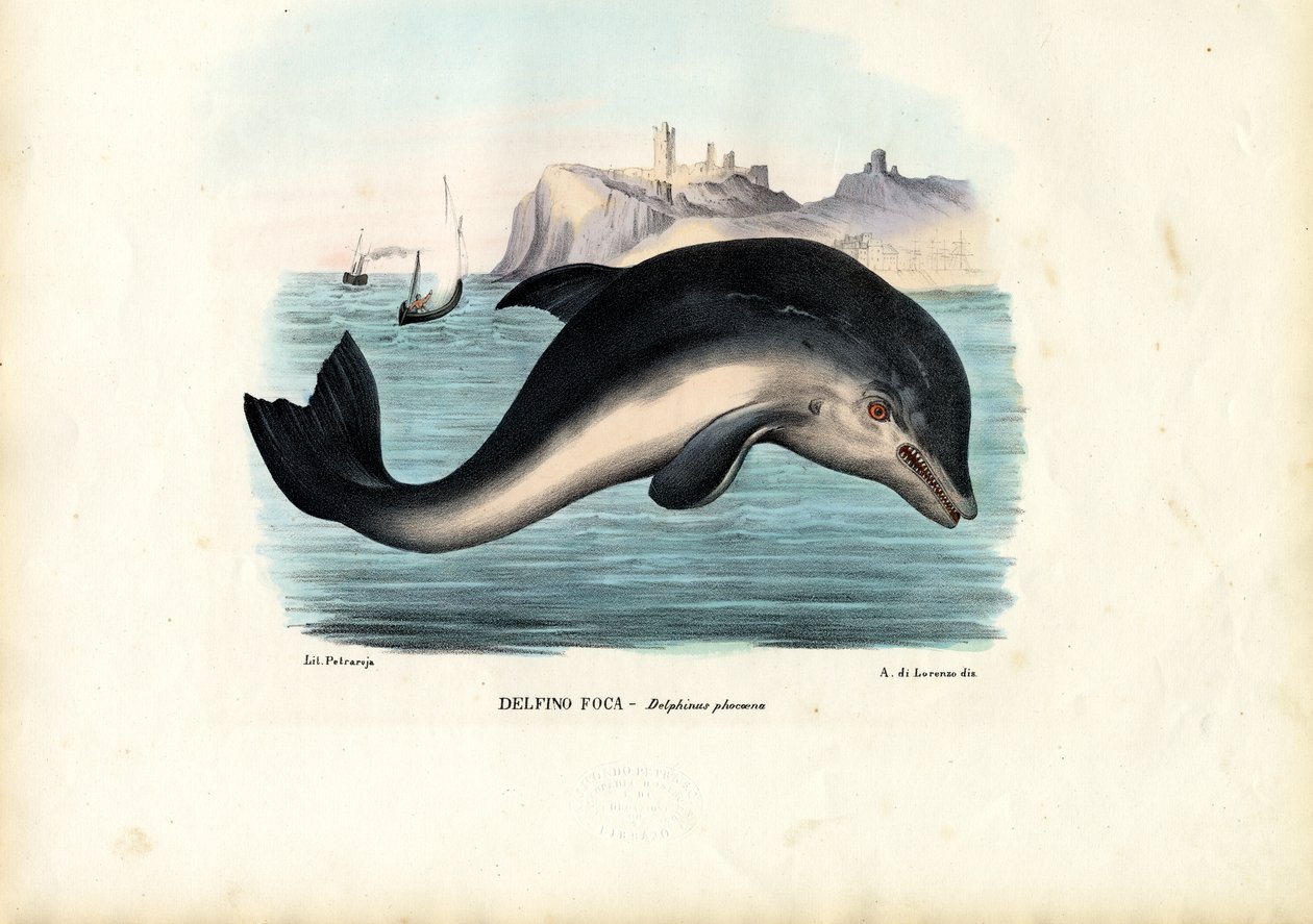 ಹಾರ್ಬರ್ ಪೋರ್ಪೊಯಿಸ್, 1863-79 ಟರ್ಕ್ by Raimundo Petraroja