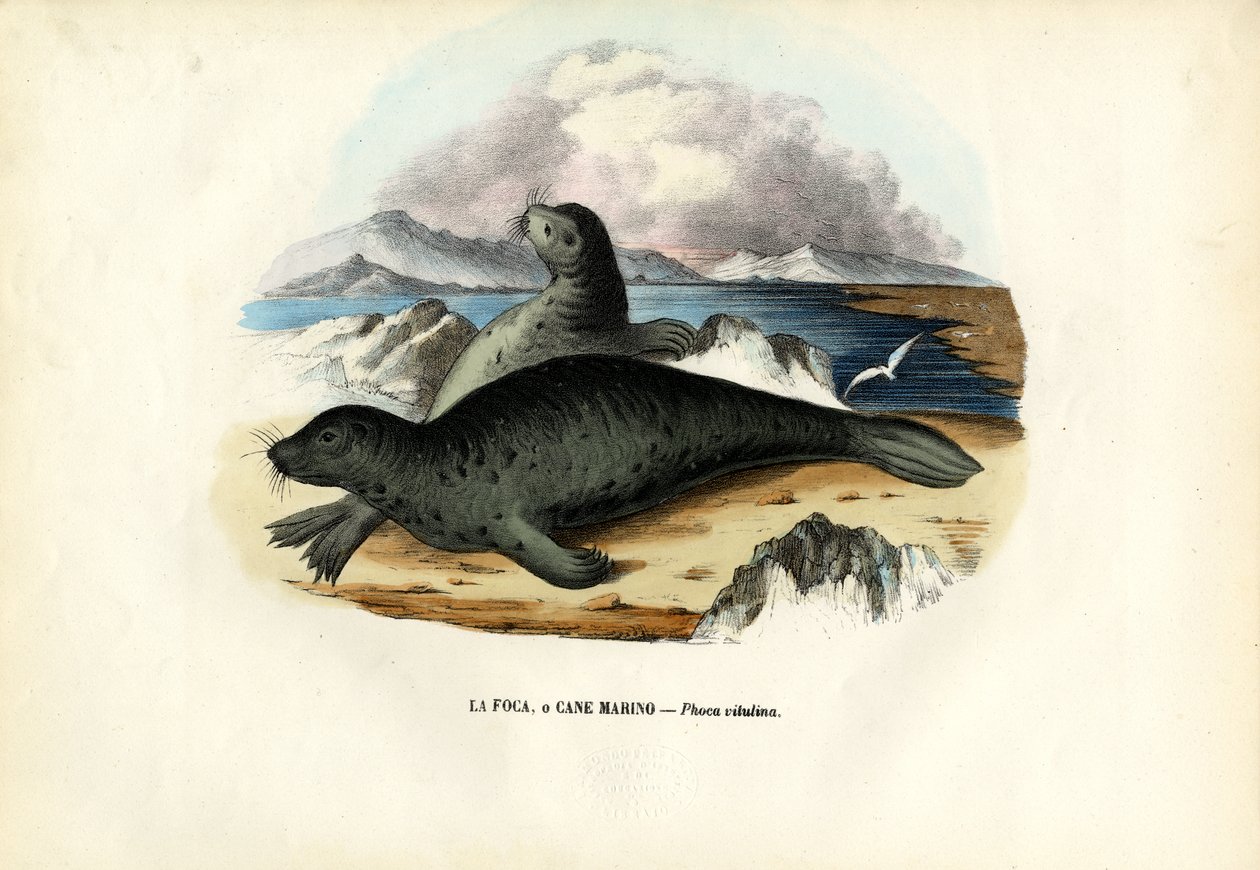 ಹಾರ್ಬರ್ ಸೀಲ್, 1863-79 ಟರ್ಕ್ by Raimundo Petraroja