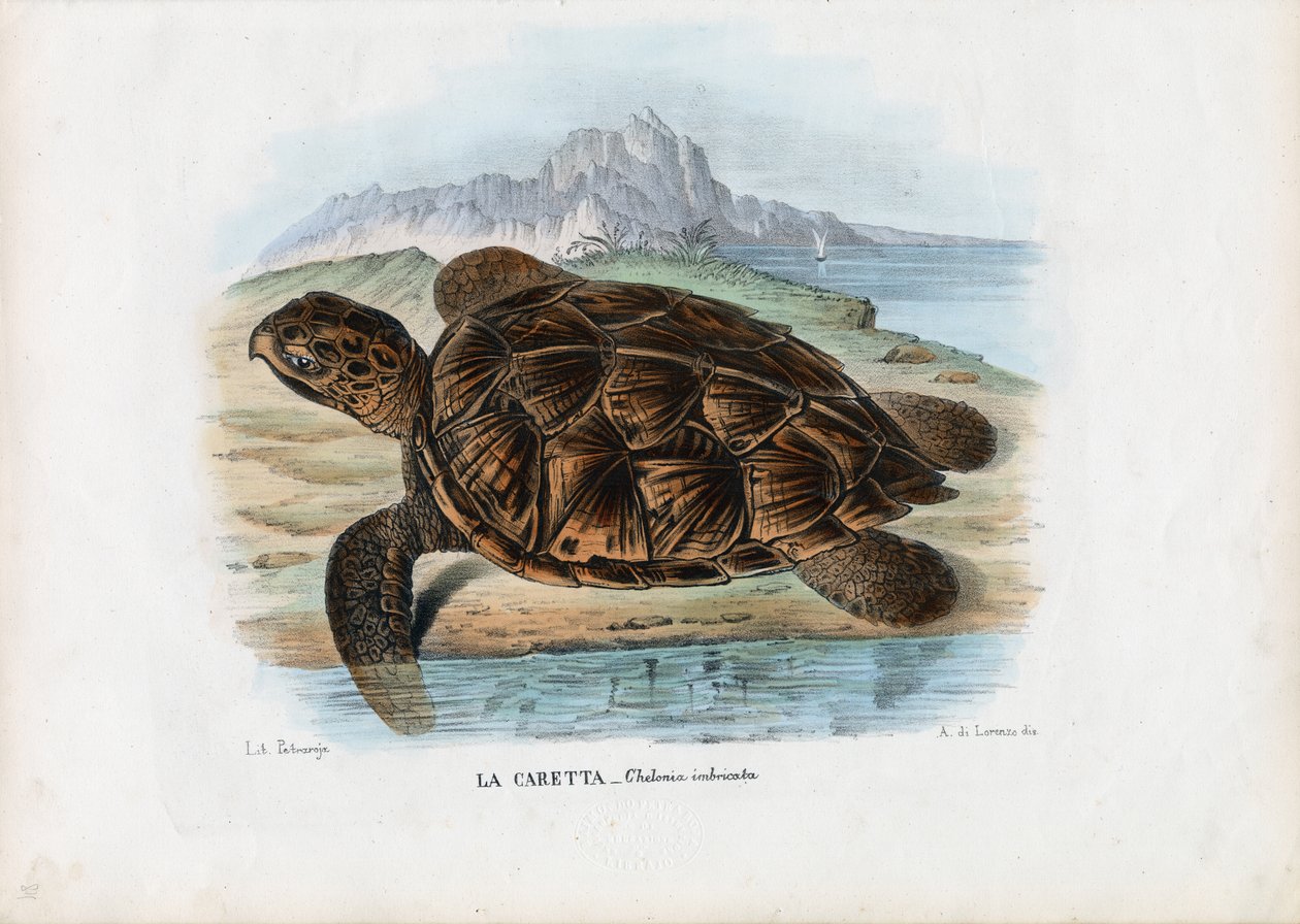Hawksbill Deniz Kaplumbağası, 1863-79 by Raimundo Petraroja