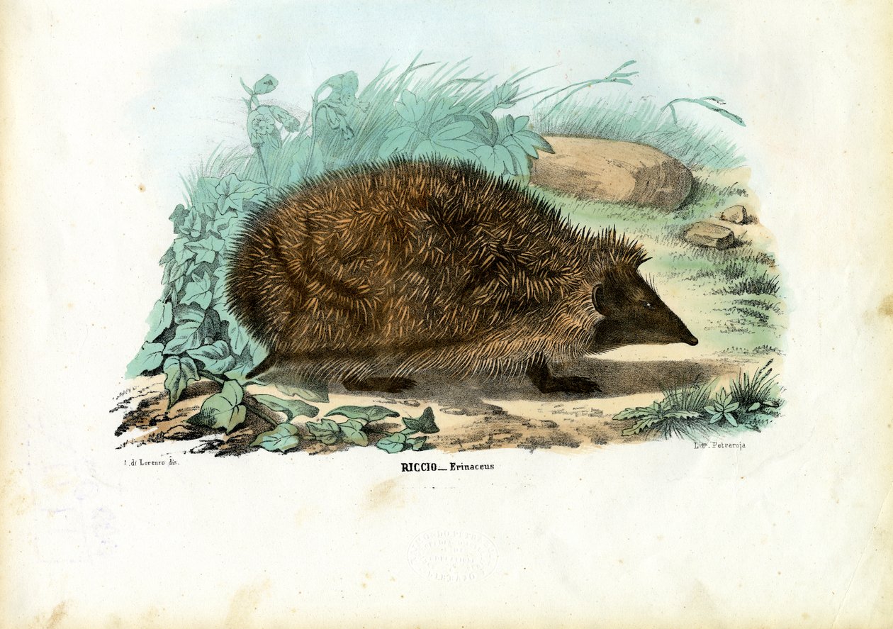 Kirpi, 1863-79 by Raimundo Petraroja