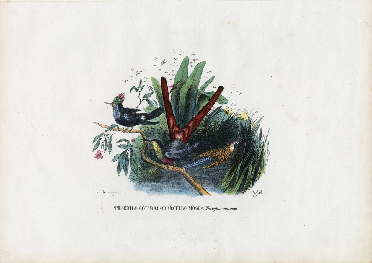 ಹಮ್ಮಿಂಗ್ ಬರ್ಡ್ಸ್, 1863-79 ಟರ್ಕ್ by Raimundo Petraroja