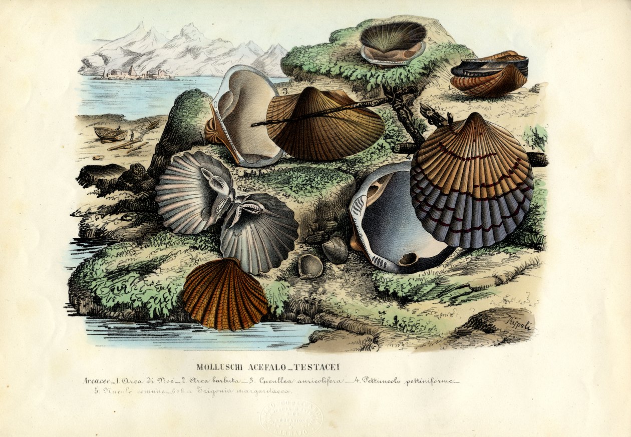 Midye, 1863-79 by Raimundo Petraroja
