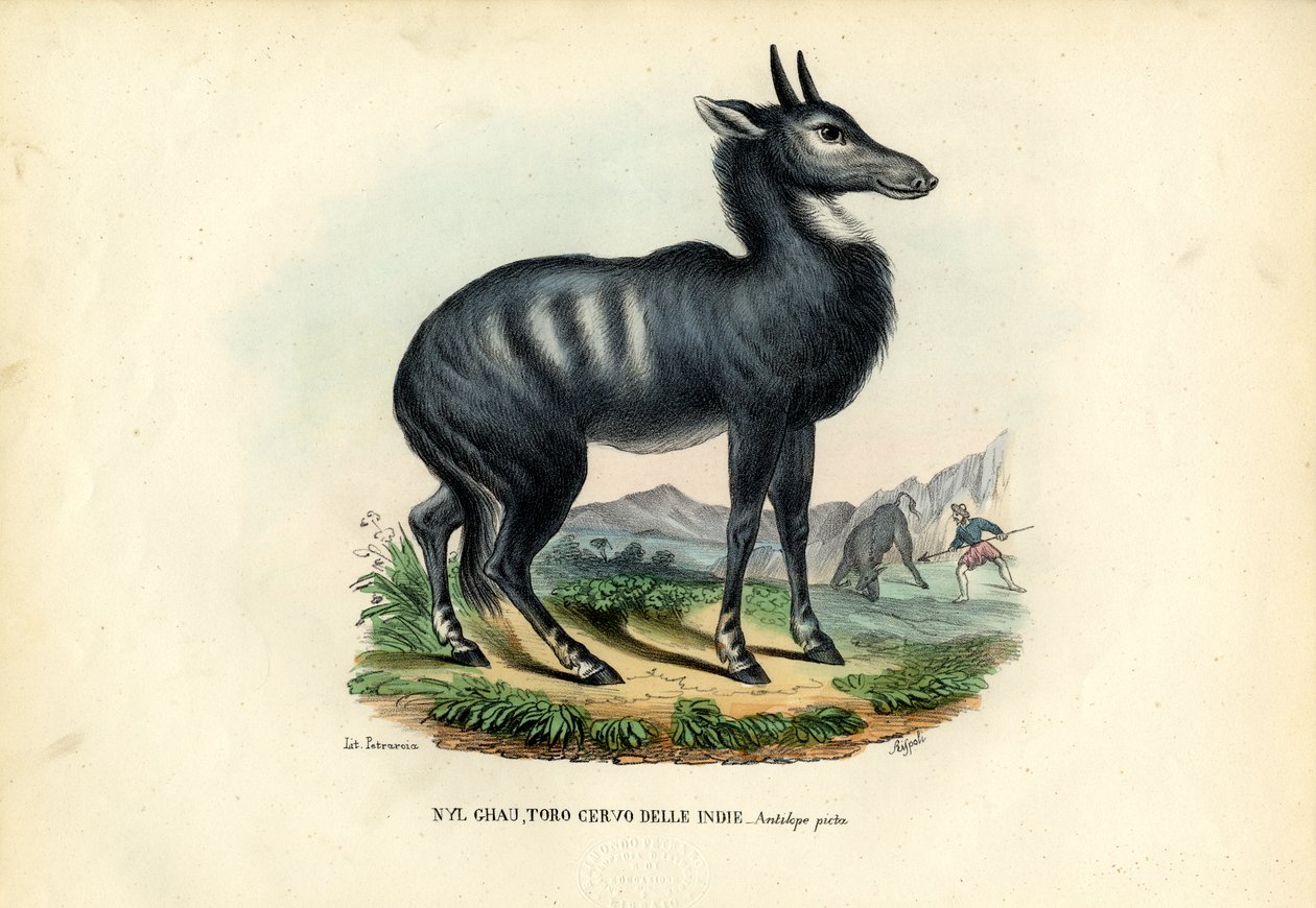 Nilgai by Raimundo Petraroja