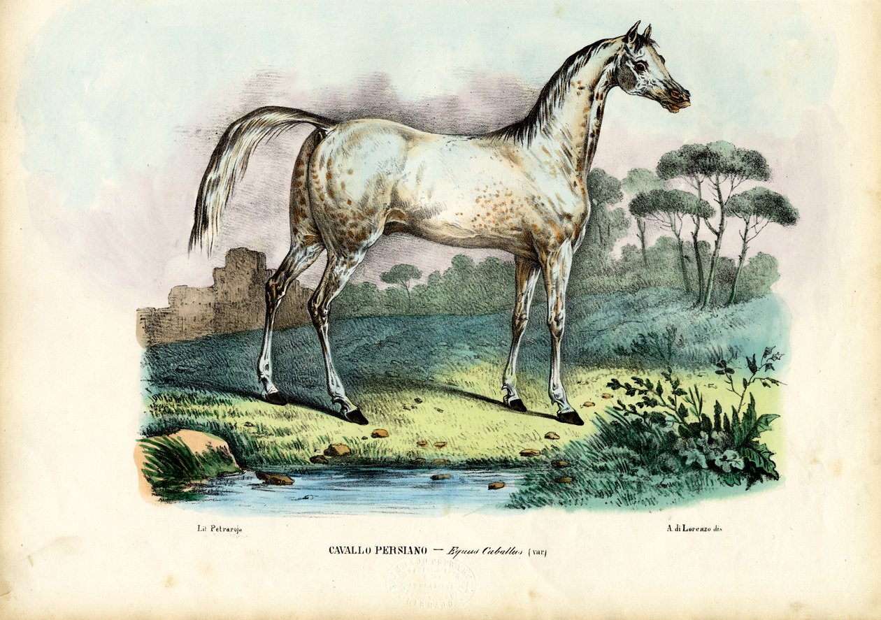 İran Atı, 1863-79 by Raimundo Petraroja