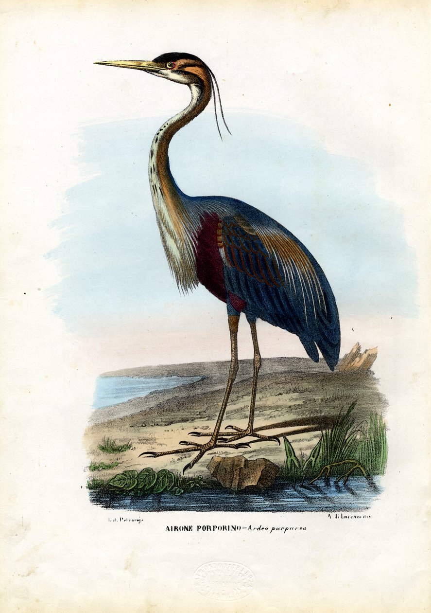 Mor Balıkçıl, 1863-79 by Raimundo Petraroja