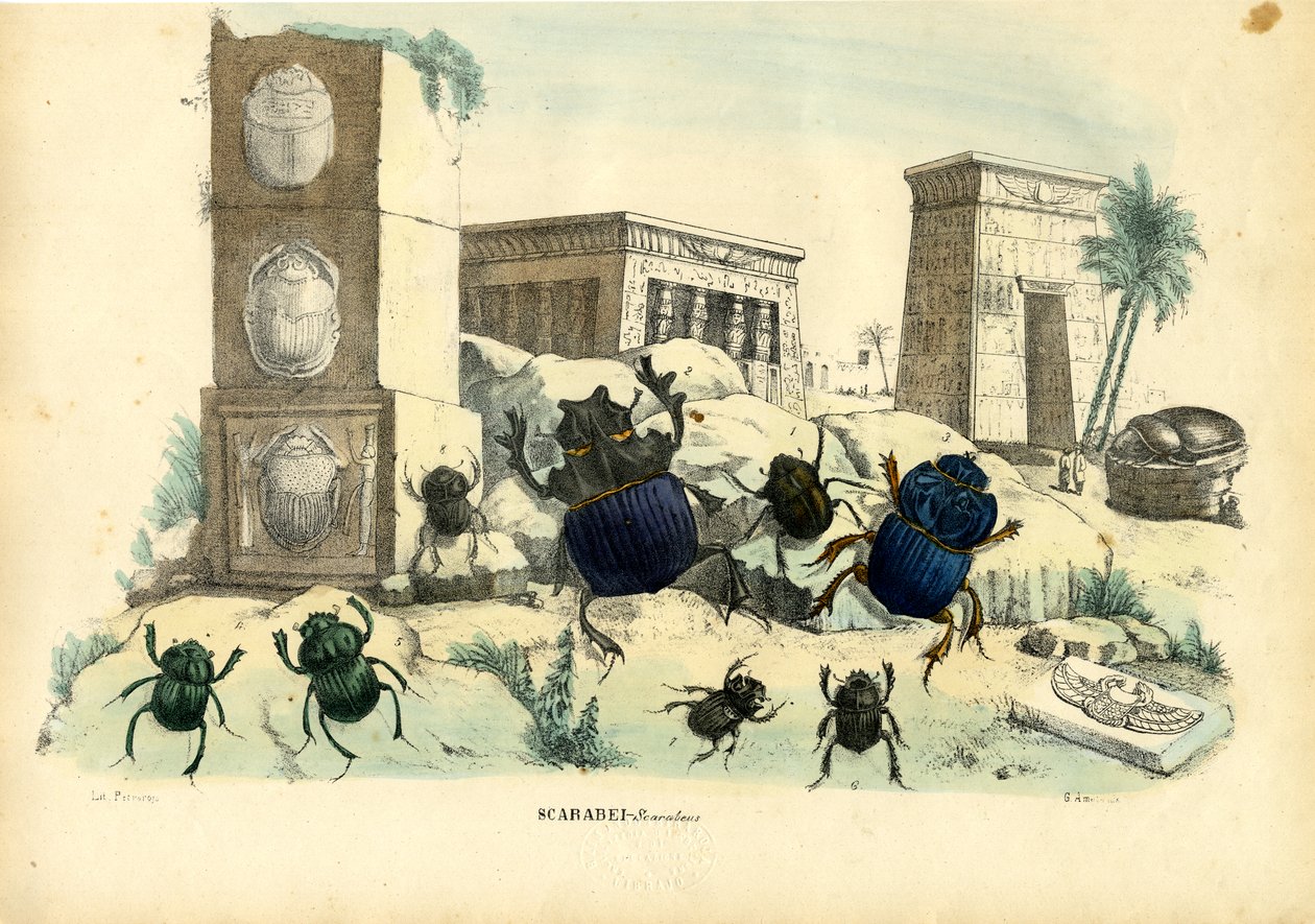 Bokböceği Böcekleri, 1863-79 by Raimundo Petraroja
