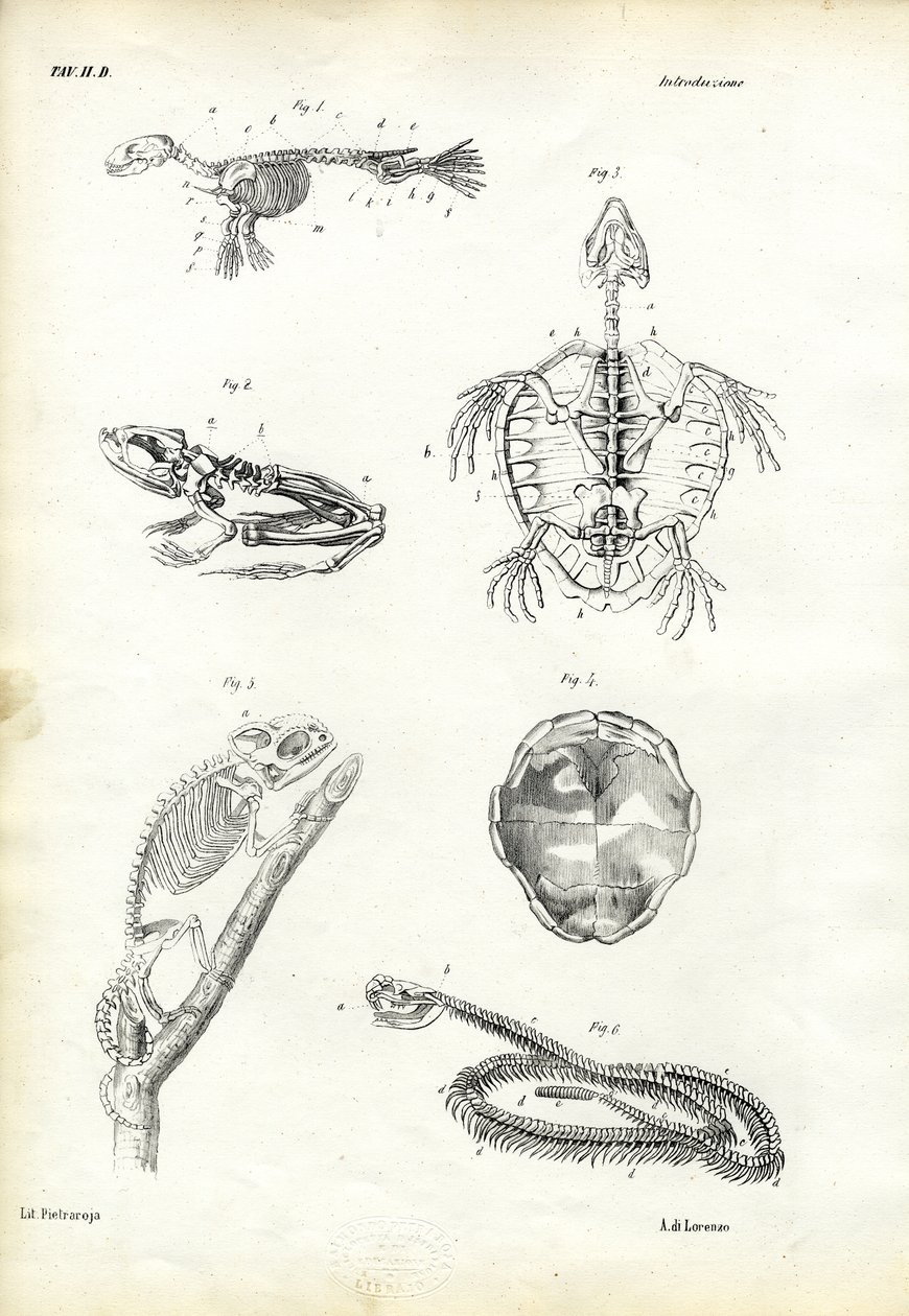 Kaplumbağa, 1863-79 by Raimundo Petraroja