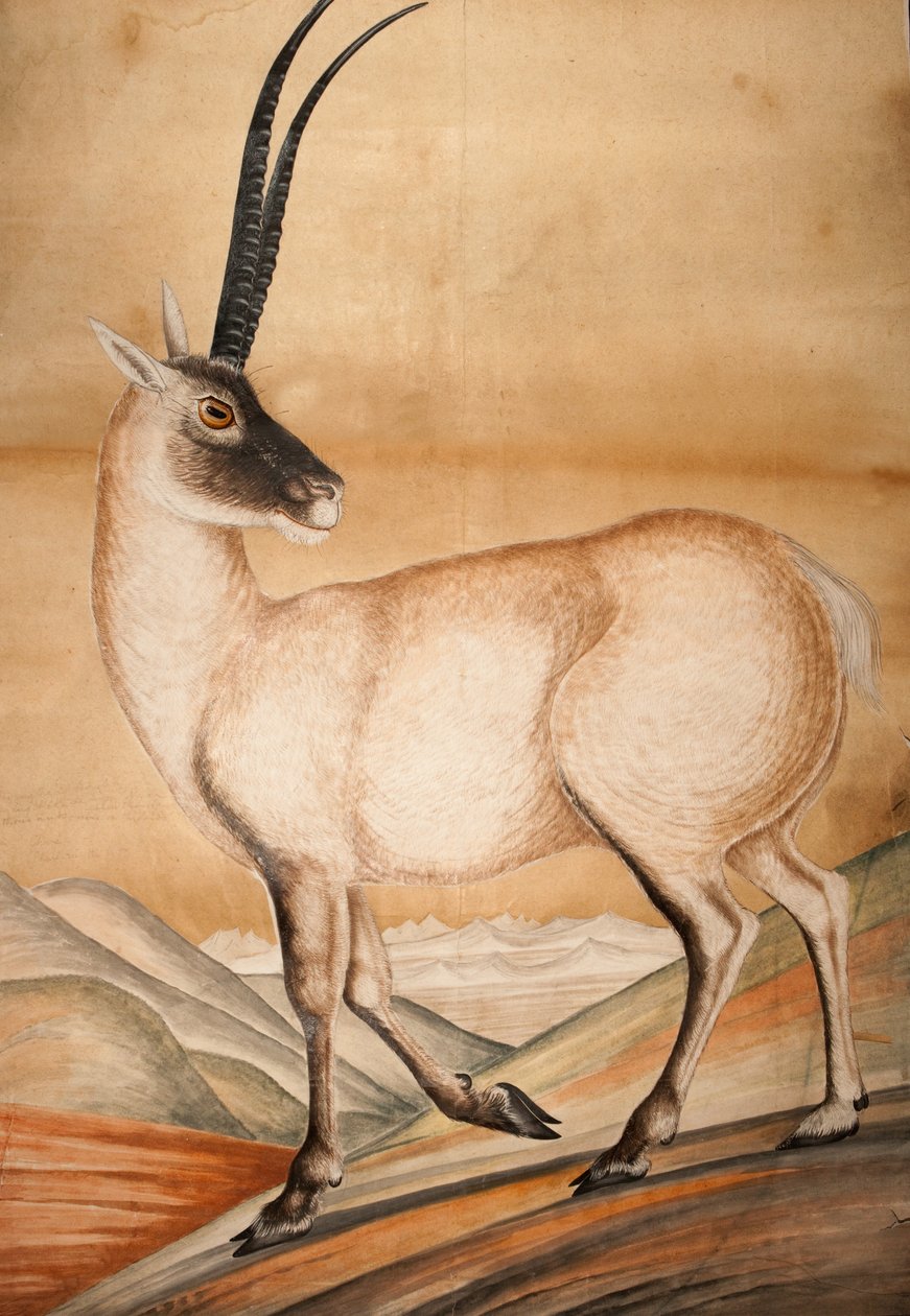 Chiru, 1840 by Raj Man Singh