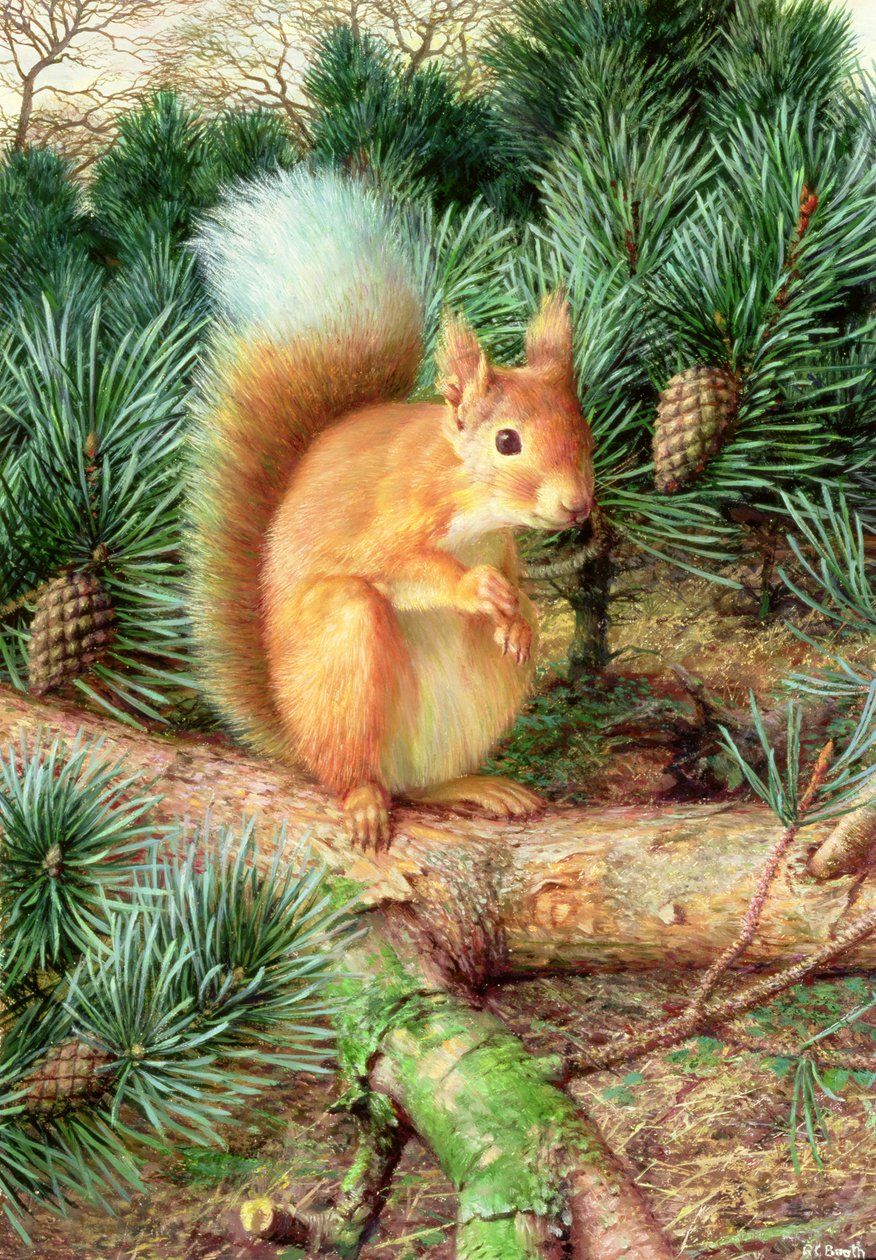  by Raymond Booth
