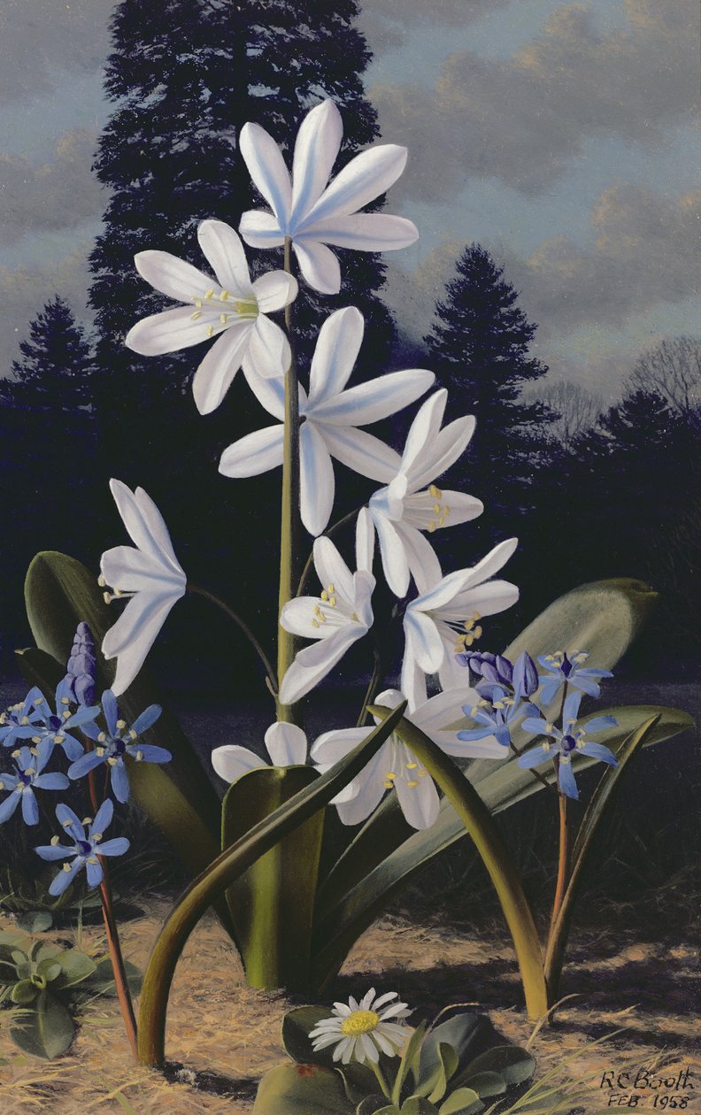  by Raymond Booth