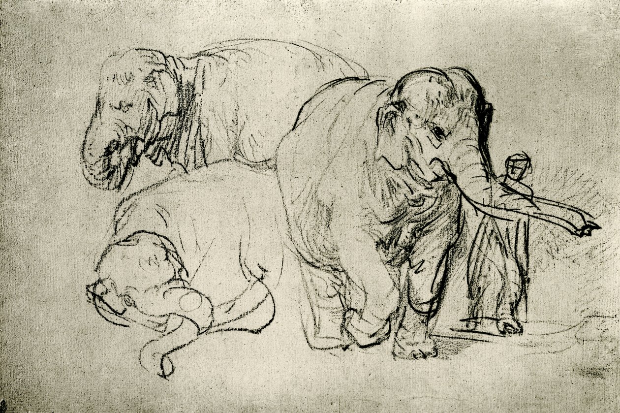 Fillerin incelenmesi by Rembrandt van Rijn