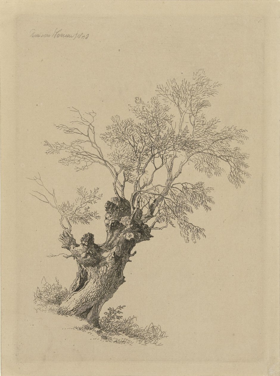 Söğüt ağacı by Remigius Adrianus Haanen
