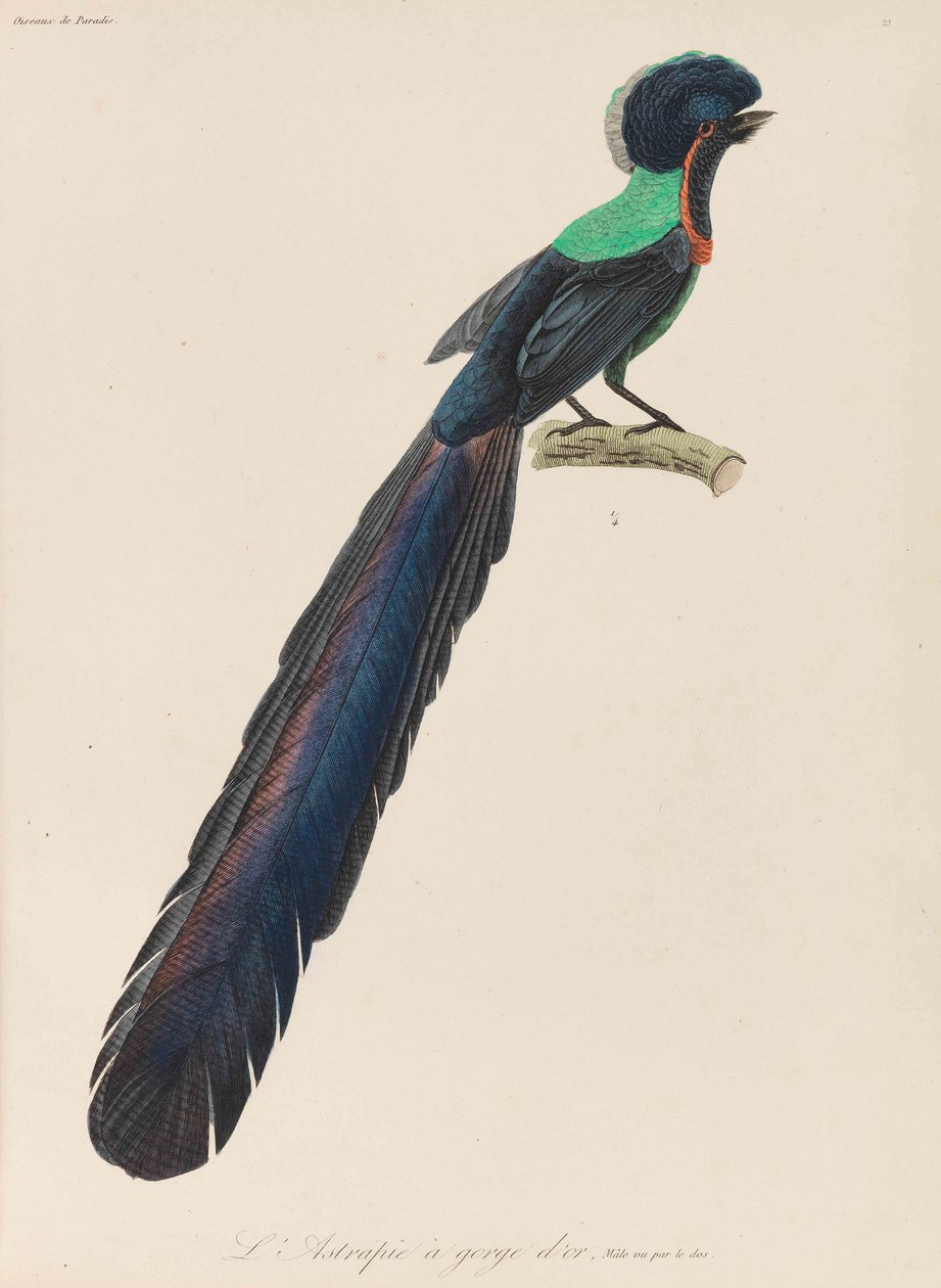 Cennet kuşu, 1835. by René Primevère Lesson