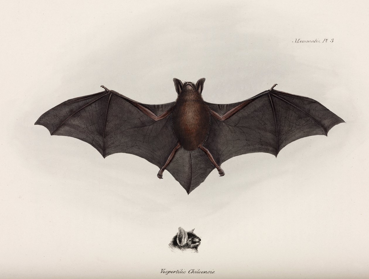 Yarasa, Güney Amerika, c 1832-1836 by John Pardon