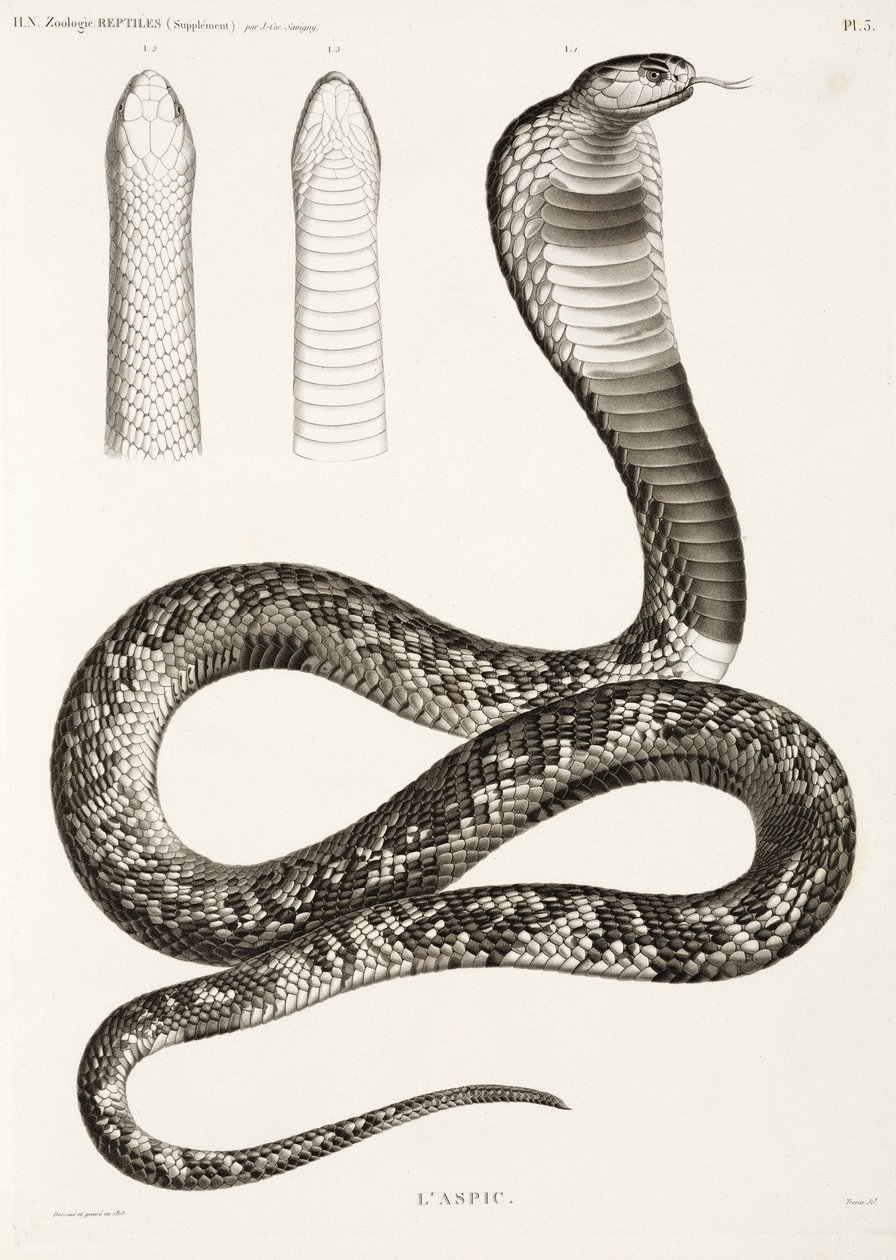 Mısır kobrası by John Pardon