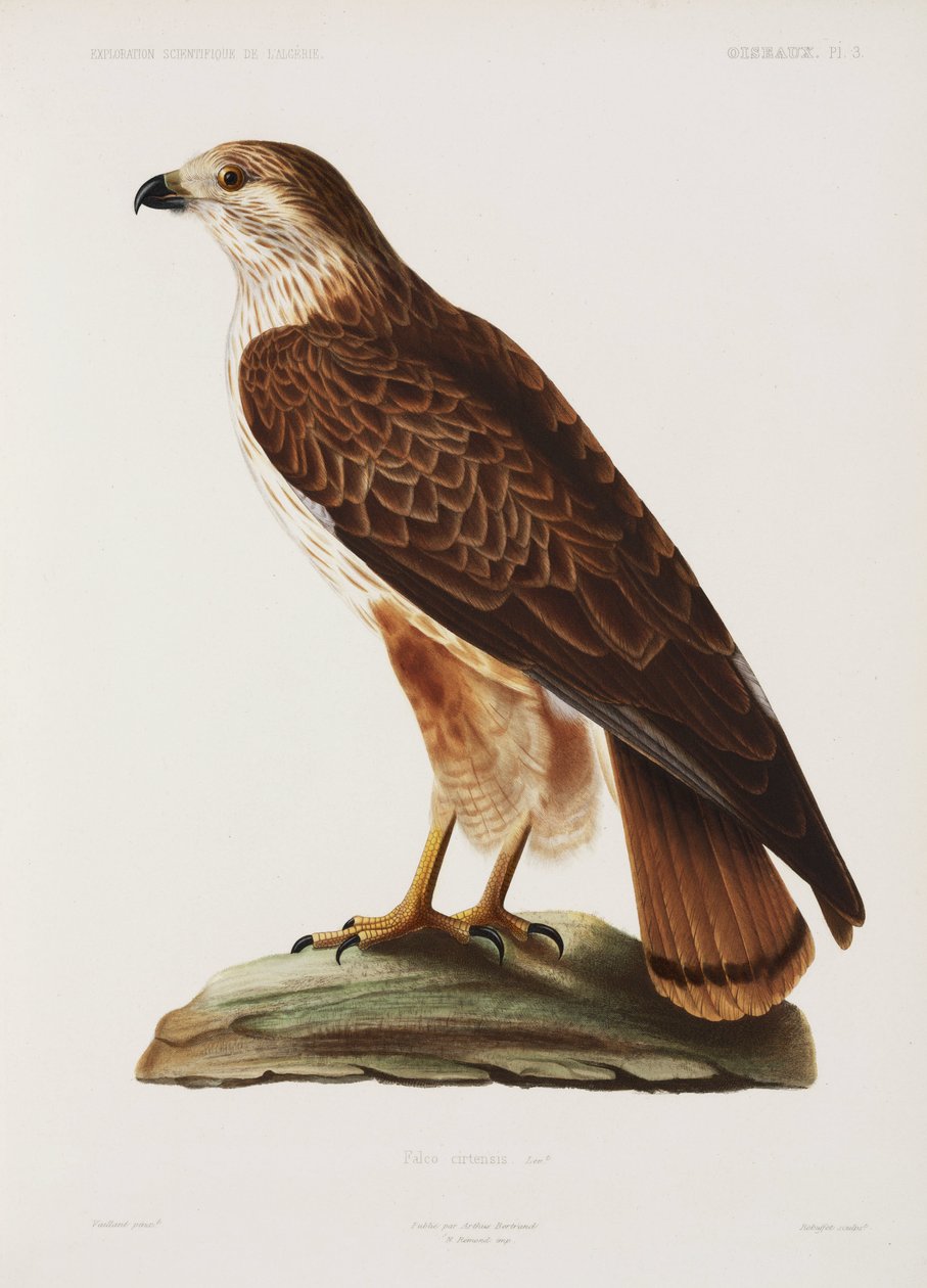 Şahin, Cezayir by John Pardon