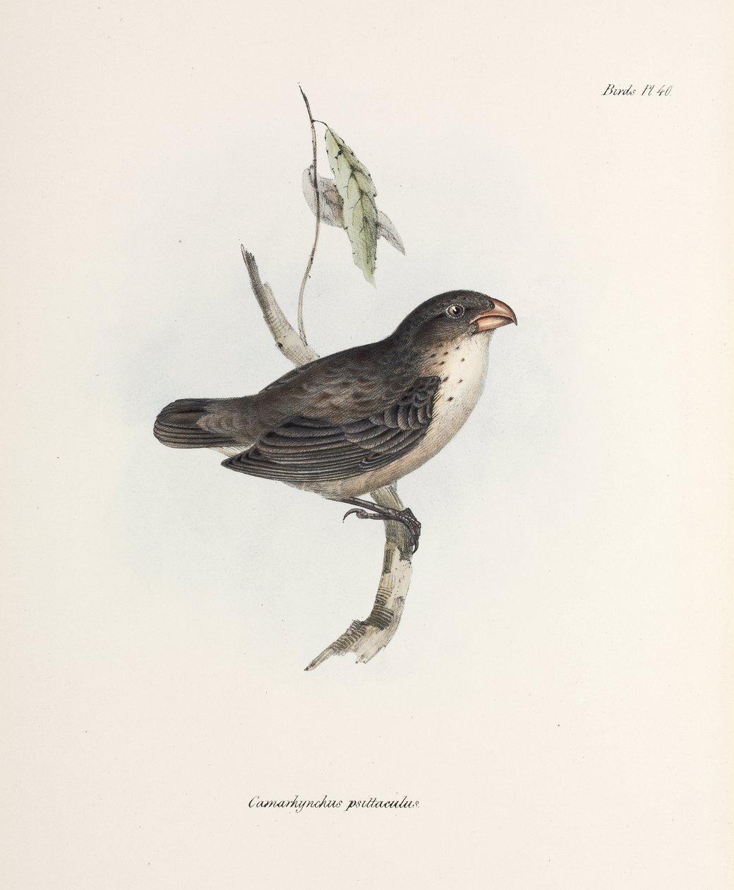 Finch, yaklaşık 1832-1836 by John Pardon