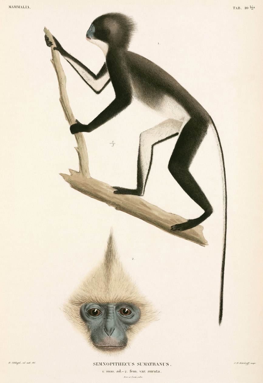 Maymunlar, Sumatra, Endonezya by John Pardon