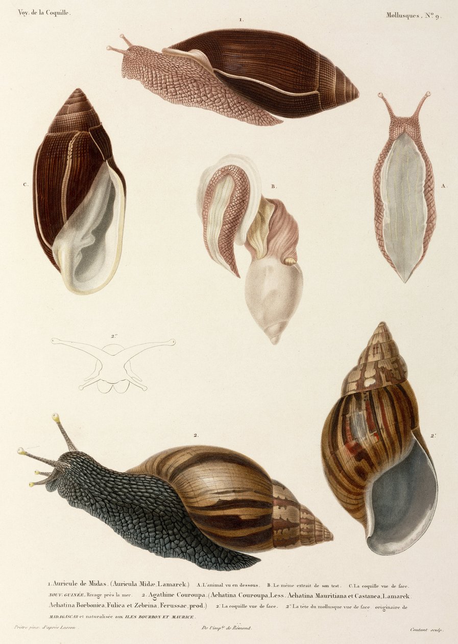 Salyangoz, Yeni Gine, Madagaskar ve Mauritius by John Pardon