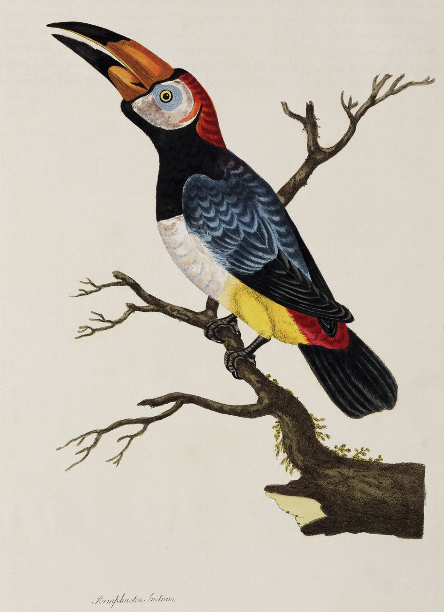Toucan by John Pardon