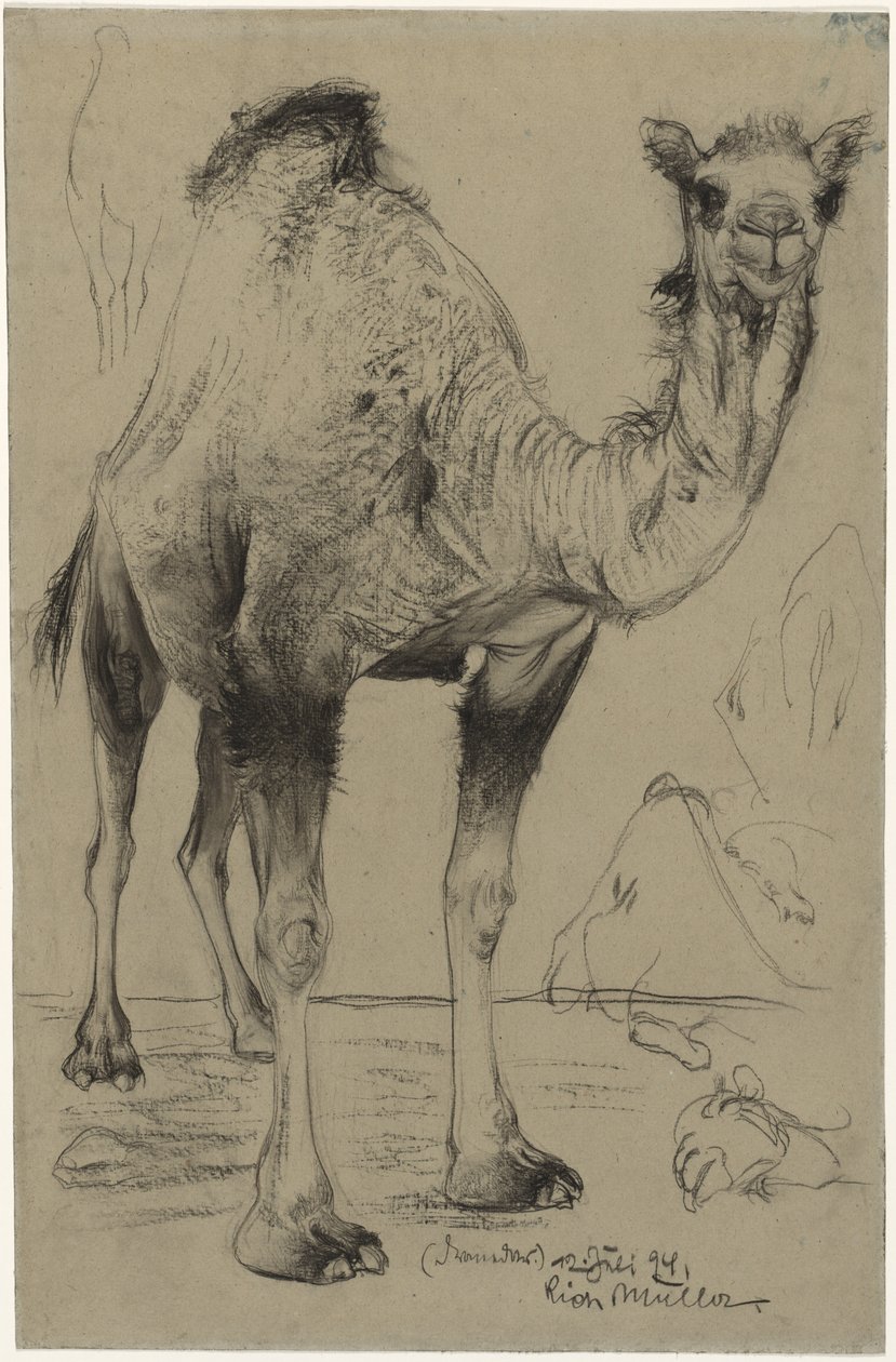 Dromedary, 1894. by Richard Muller
