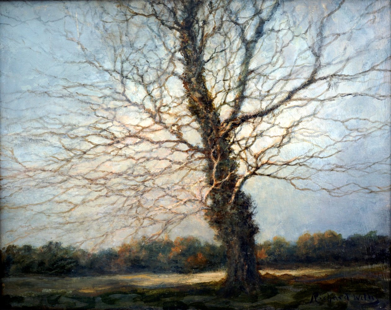 güneşli ağaç by Richard Willis