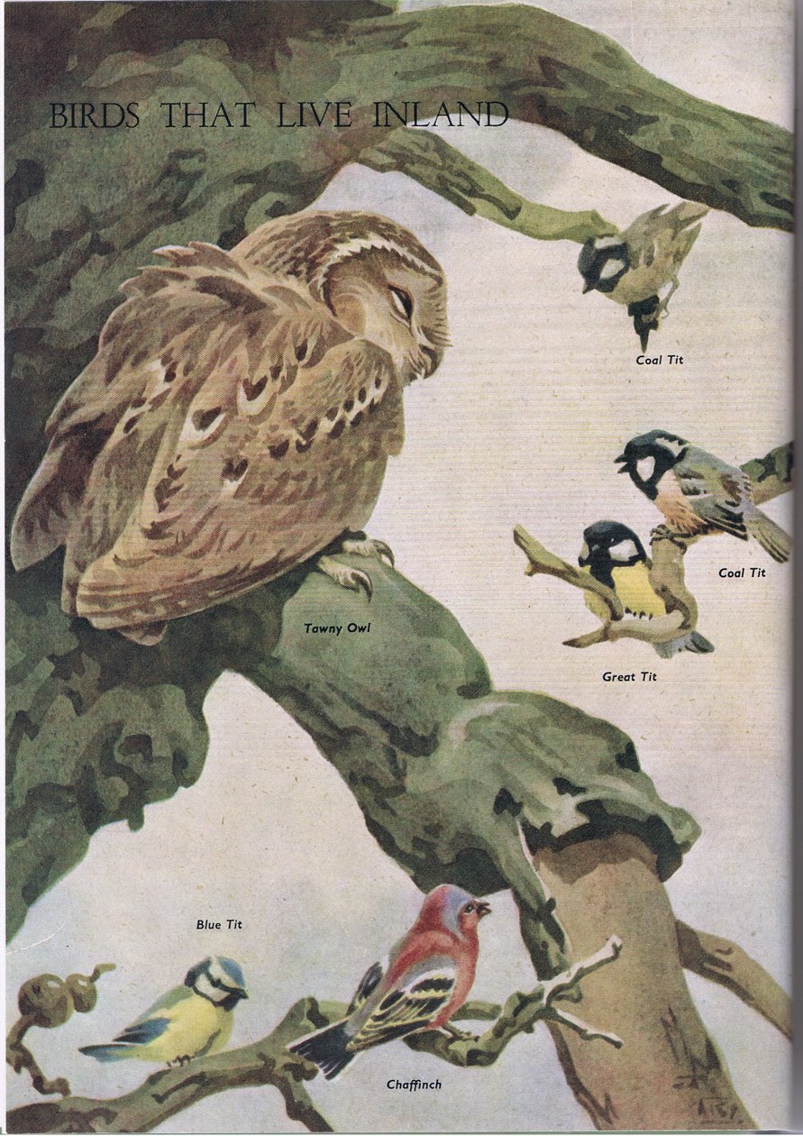 Birds that live inland, illustration from The Childrens Nature Book published by Odhams, 1958  by Robert George Talbot Kelly