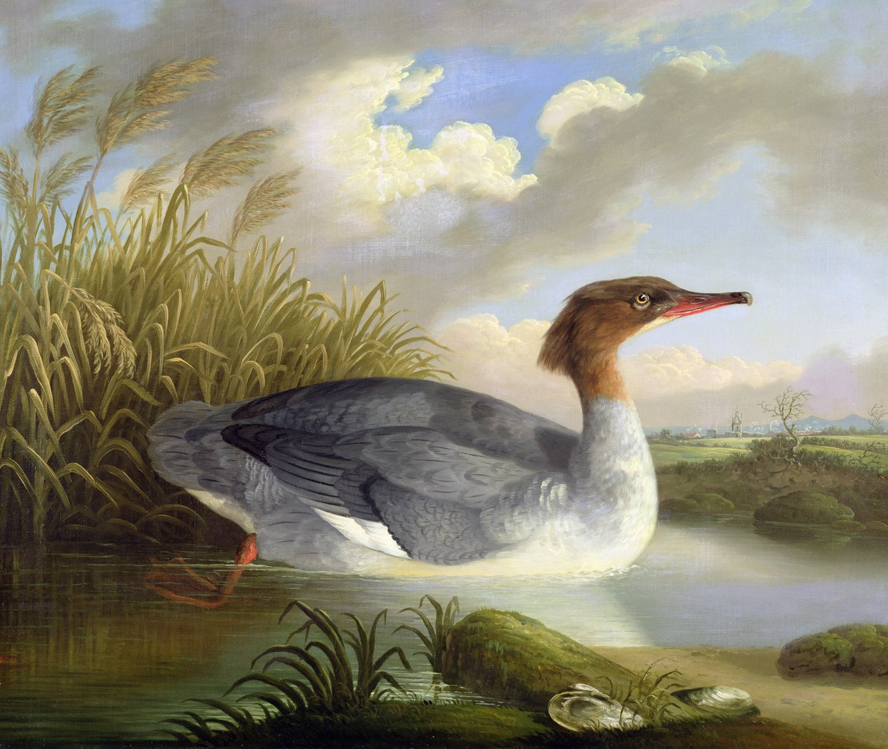 Bir Dun Dalgıç (Goosander) by Robert Wilkinson Padley