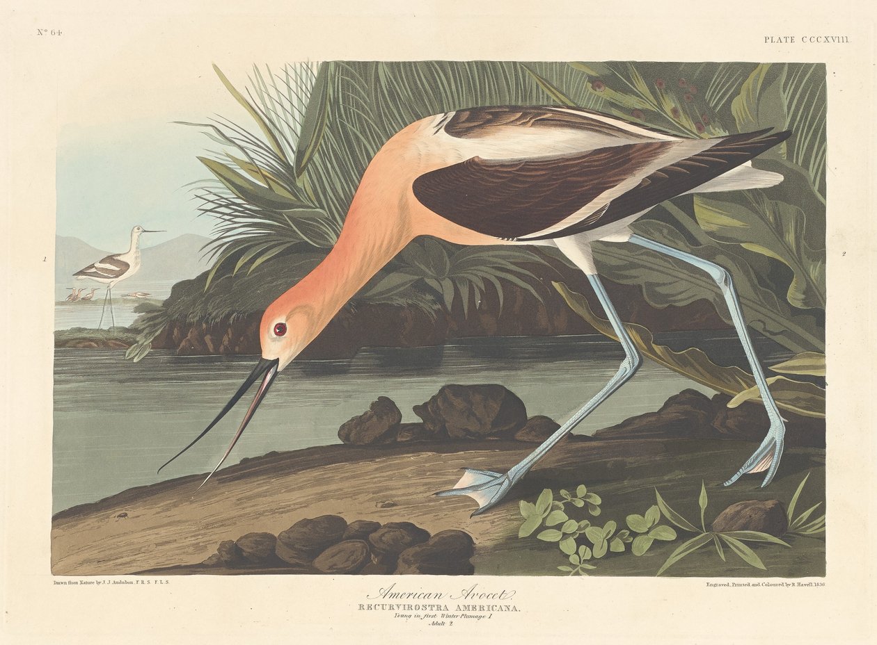 Amerikan Avoceti, 1836 by Robert Havell