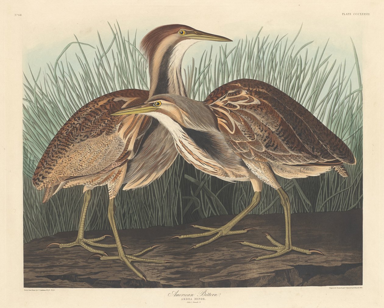 Amerikan Acı, 1836. by Robert Havell