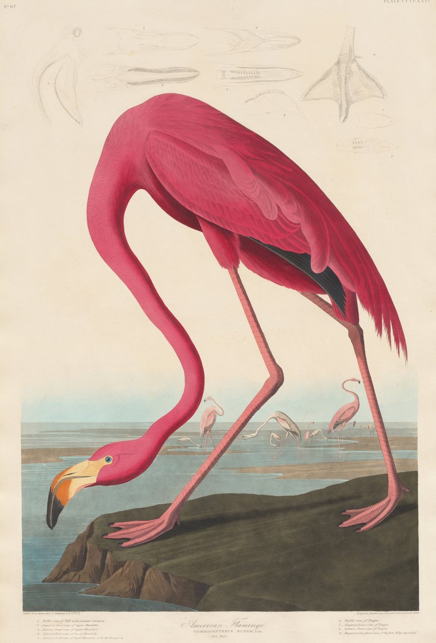 Amerikan Flamingosu, 1838. by Robert Havell