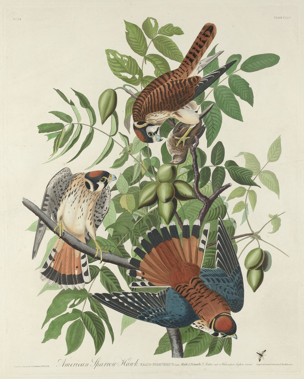 Amerikan Serçe Şahini, 1832. by Robert Havell