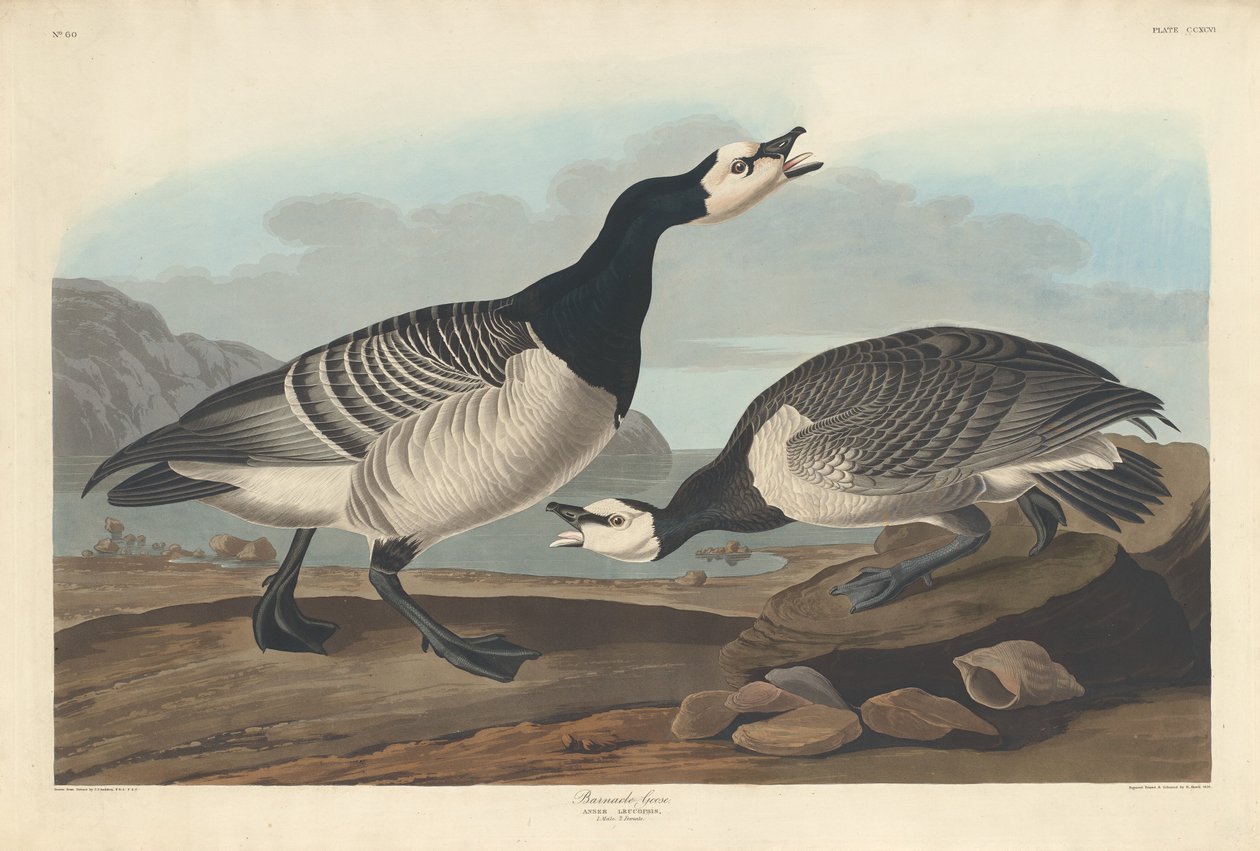 Barnacle Kazı, 1836. by Robert Havell