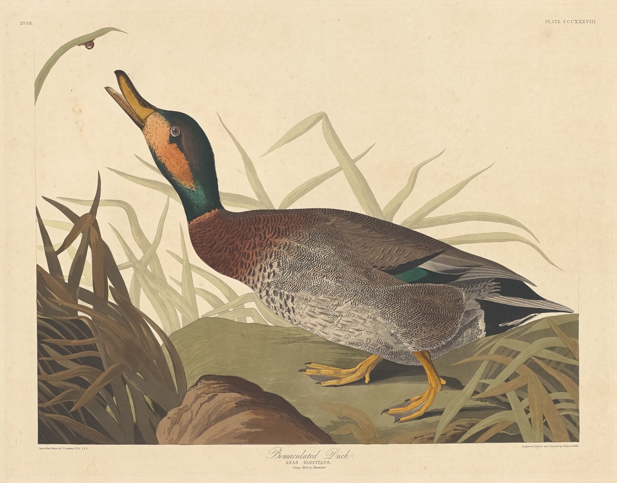 Bemaulated Ördek, 1836. by Robert Havell