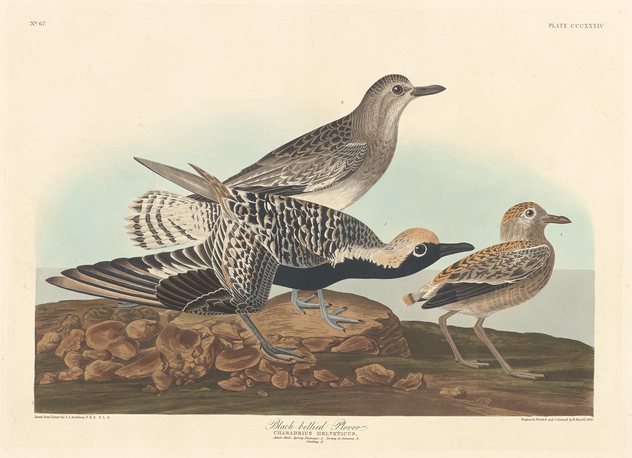 Kara karınlı Plover, 1836. by Robert Havell