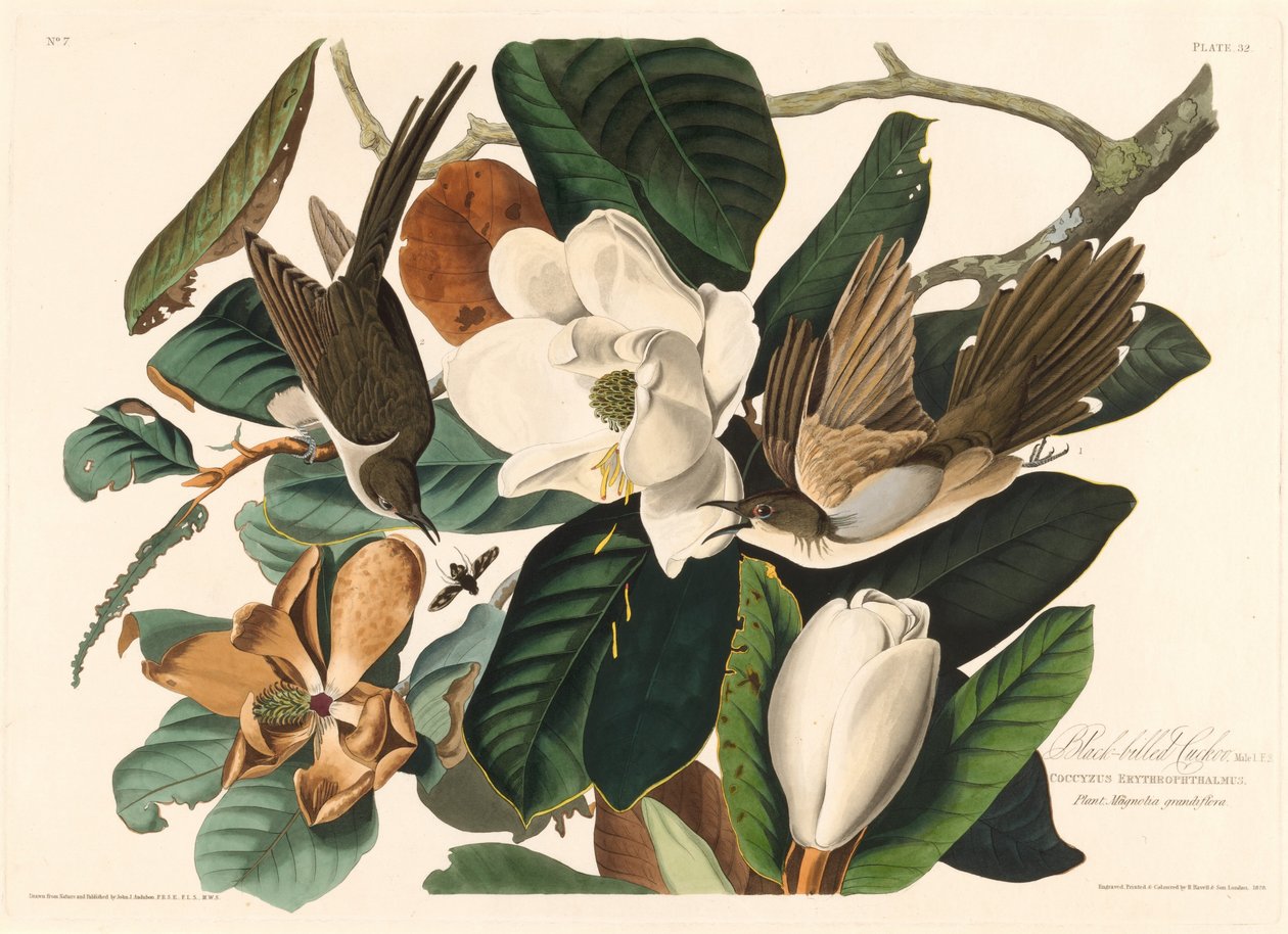 Kara gagalı guguk kuşu, 1828. by Robert Havell