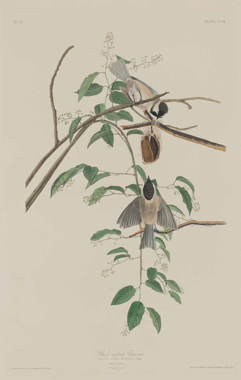 Siyah başlıklı Baştankara, 1833. by Robert Havell