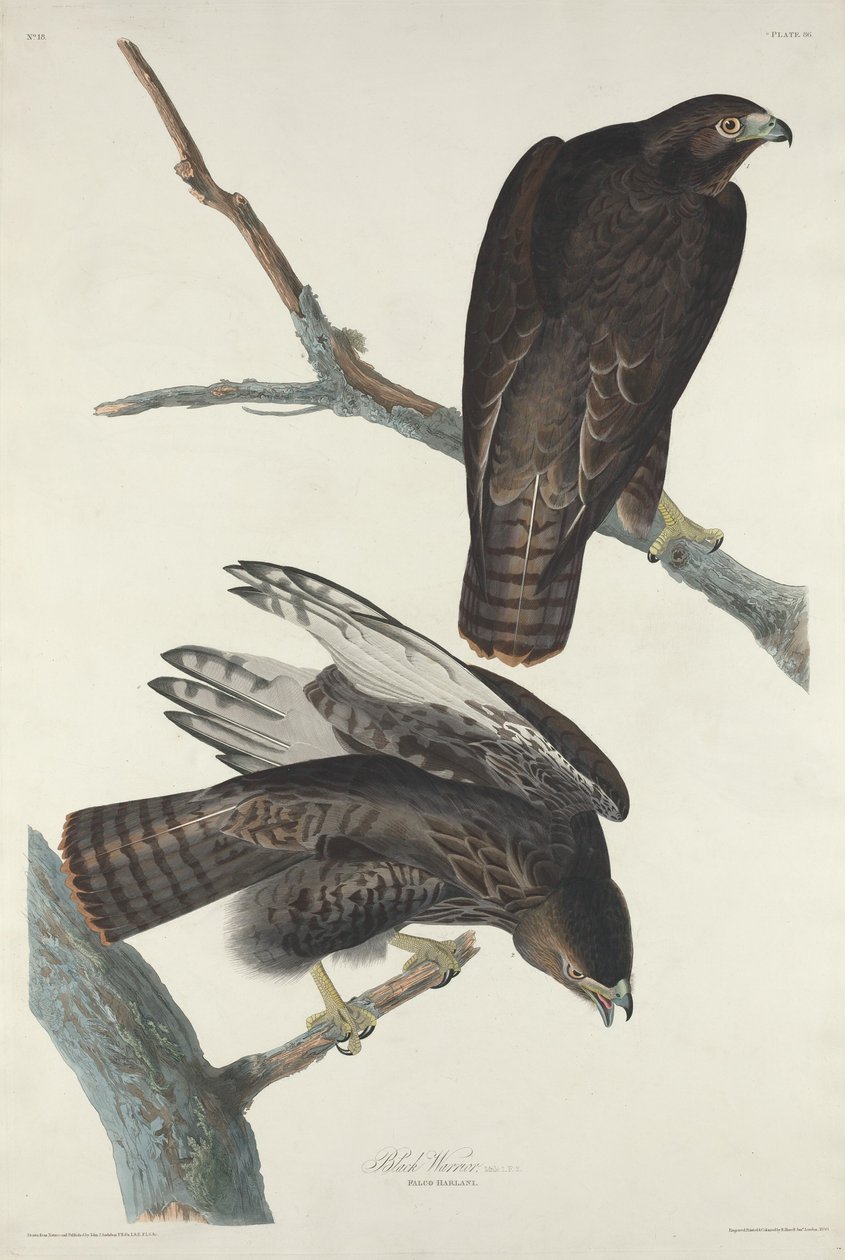 Kara Savaşçı, 1830. by Robert Havell