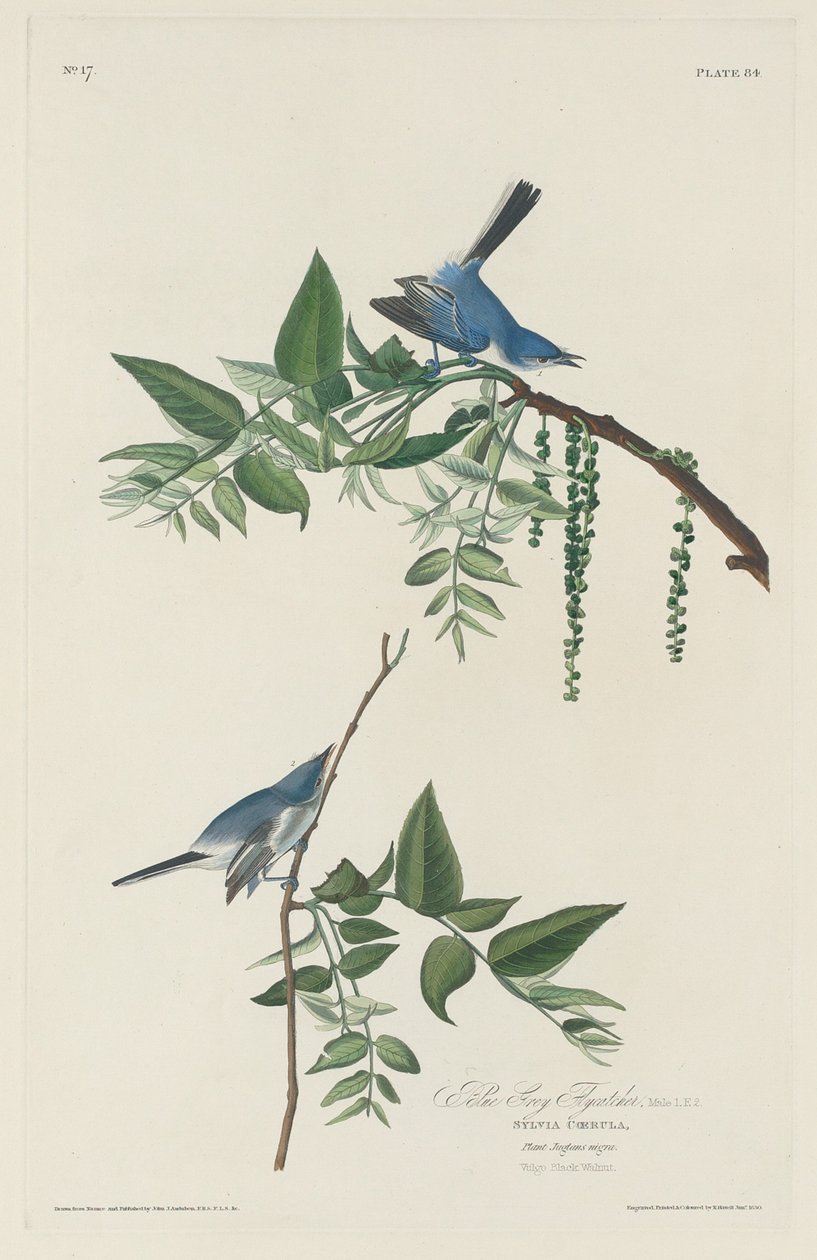 Mavi-gri Sinekkapan, 1830. by Robert Havell