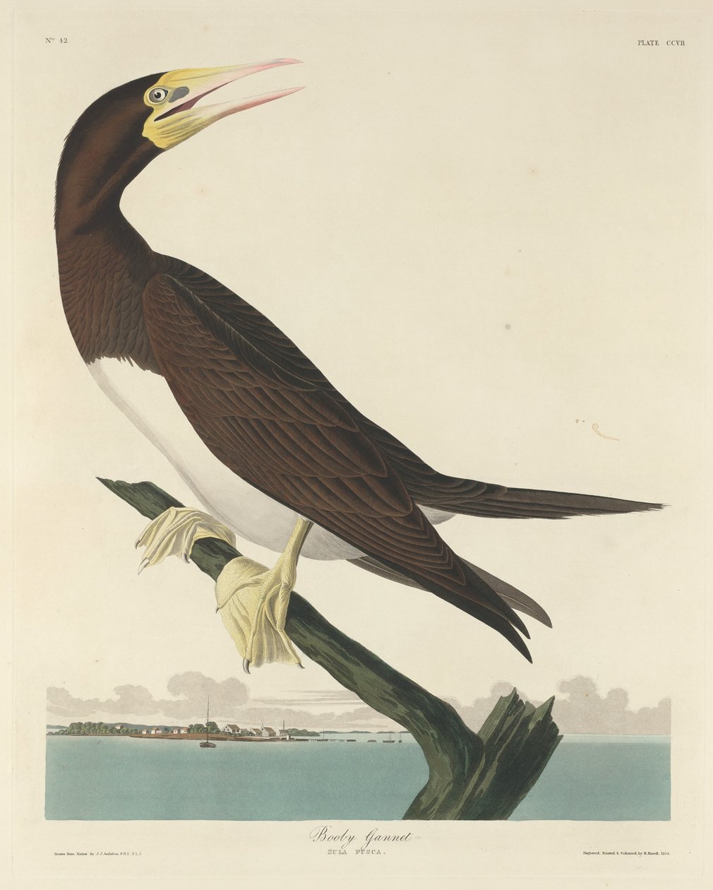 Bubi Cennet, 1834. by Robert Havell