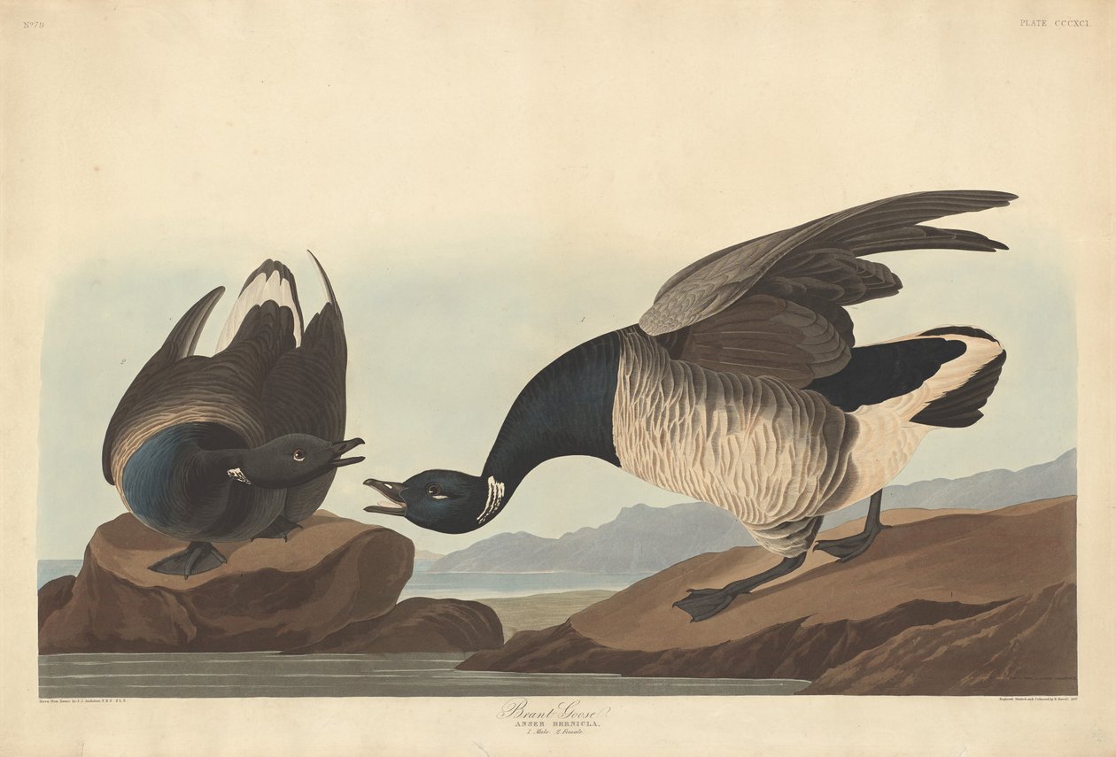 Brant Kazı, 1837. by Robert Havell