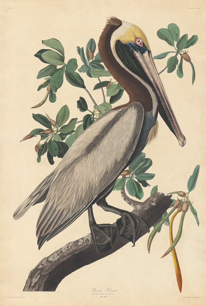 Kahverengi Pelikan, 1835. by Robert Havell