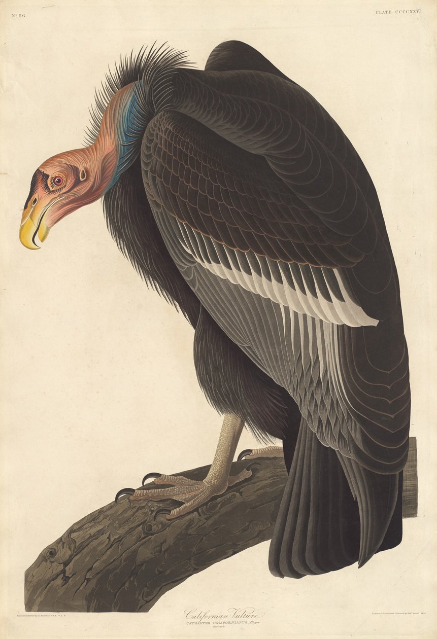 Kaliforniya Akbabası, 1838. by Robert Havell