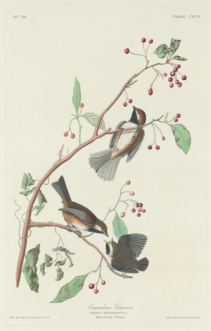 Kanadalı Baştankara, 1834. by Robert Havell